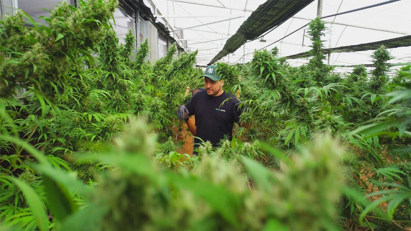Poster do vídeo FICC - A Santa Cannabis