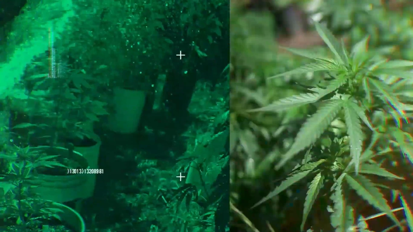 Poster do vídeo FICC - La Planta Sagrada 