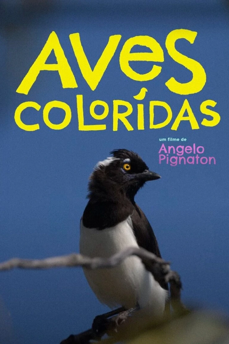 Poster do vídeo Aves Coloridas