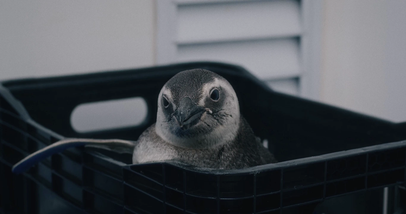 Poster do vídeo Visões do Mar - Trecho Seis