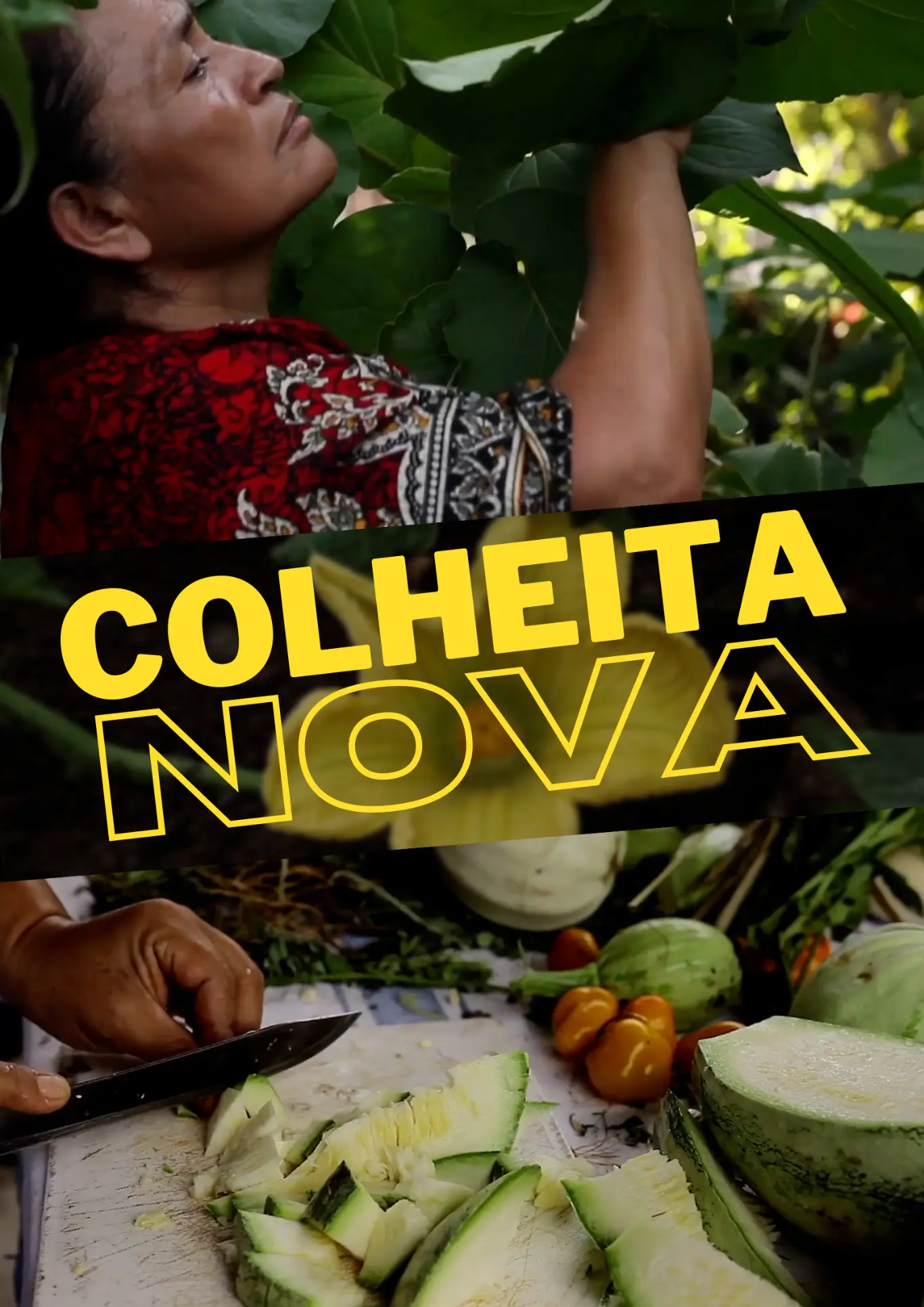 Poster do vídeo Colheita Nova