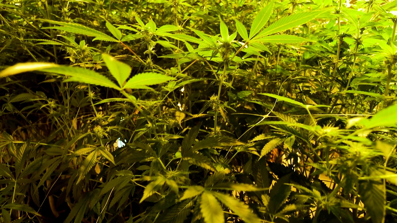 Poster do vídeo FICC - Mulheres Cannabicas