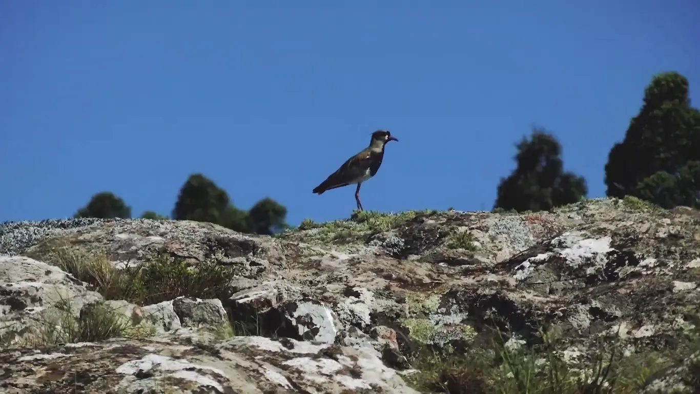 Poster do vídeo Territórios em Risco - Episódio 01